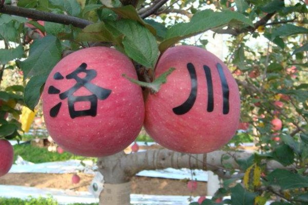 洛川苹果软文图2